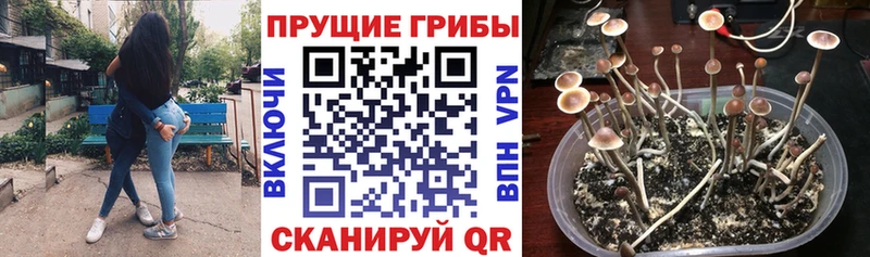 Псилоцибиновые грибы мицелий  купить наркоту  Ветлуга 